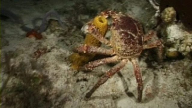 Bob Esponja S00E25