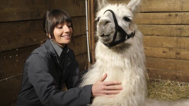 Animal Control S01E06