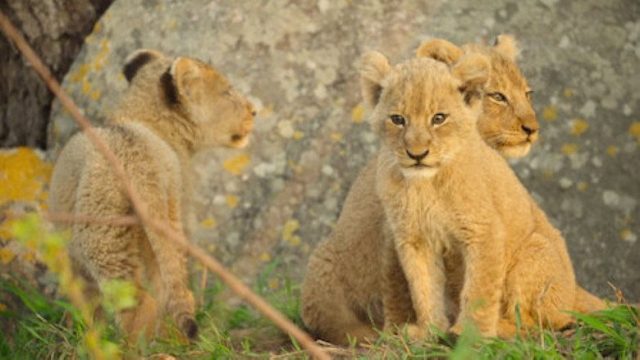 Animales Bebés S01E02