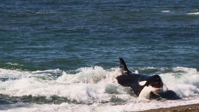 Wild Argentina S01E02