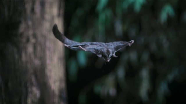Animal S01E03