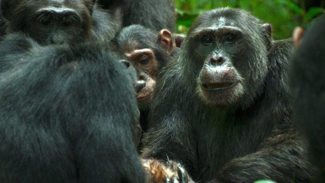 El imperio de los chimpancés S01E03