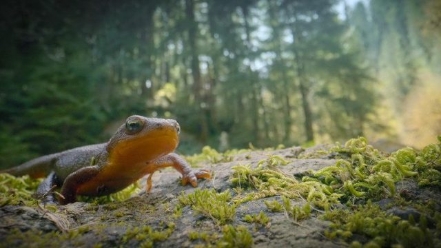 Incredible Animal Journeys S01E03