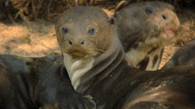 Criaturas gigantes S01E03