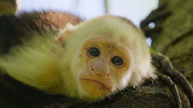 Animales Bebés S01E04