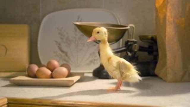 Fauna Minúscula S01E07