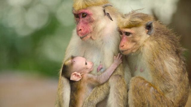Animales Bebés S01E06