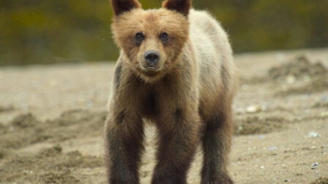 Animales Bebés S01E08