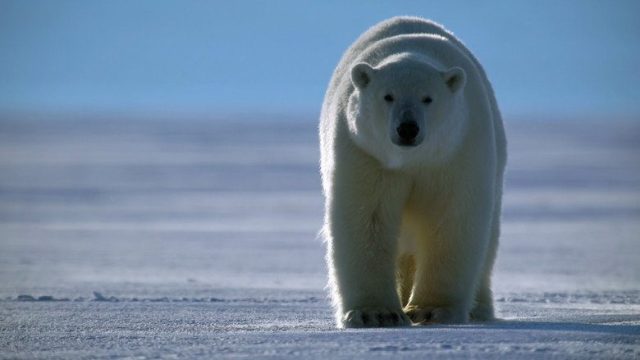 Animal S02E03