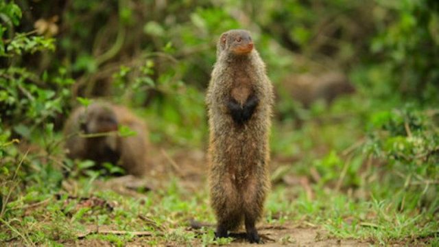 Animales Bebés S01E05