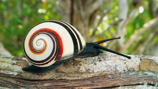 La vida a color con David Attenborough S01E02