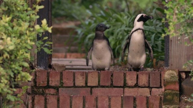 Colonia Pingüino S01E07