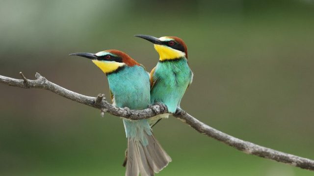 Incredible Animal Journeys S01E06