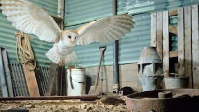 Fauna Minúscula S01E04