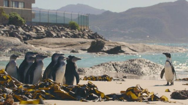 Colonia Pingüino S01E08
