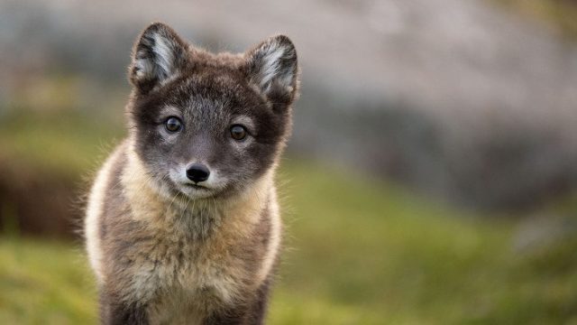 Incredible Animal Journeys S01E05