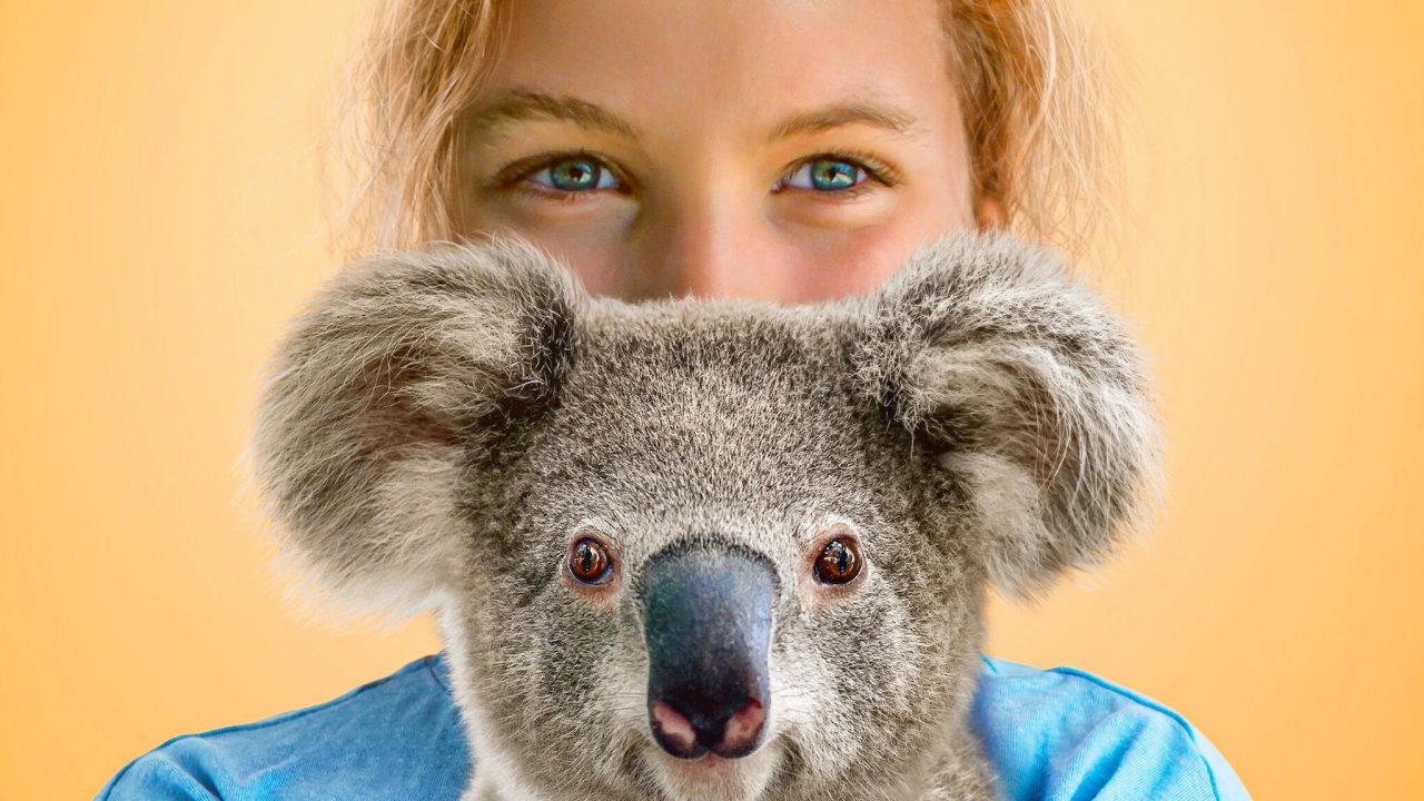 Izzy y los koalas