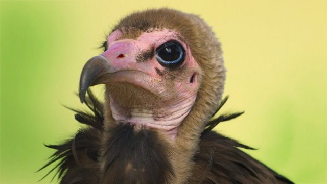 Animal S02E02