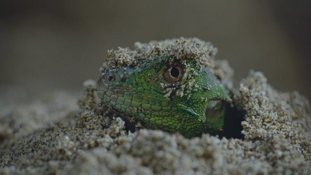 Naturaleza de pesadilla S02E01