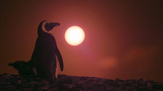Colonia Pingüino S01E03