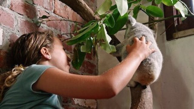 Izzy y los koalas S02E03