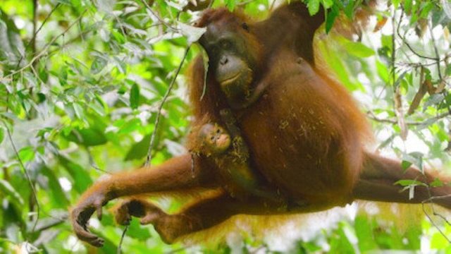 Animales Bebés S01E03