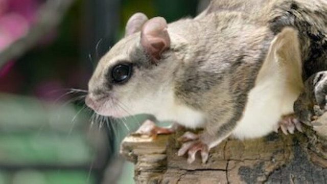 Fauna Minúscula S01E05