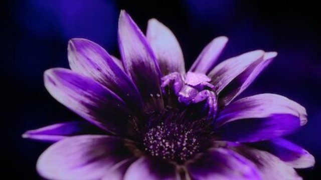 La vida a color con David Attenborough S00E01