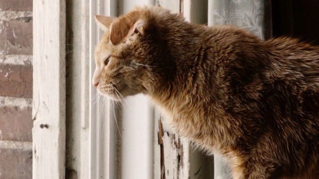 This Is Us S02E12