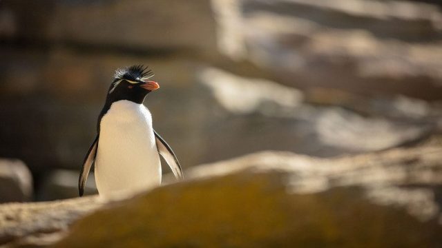 Incredible Animal Journeys S01E04