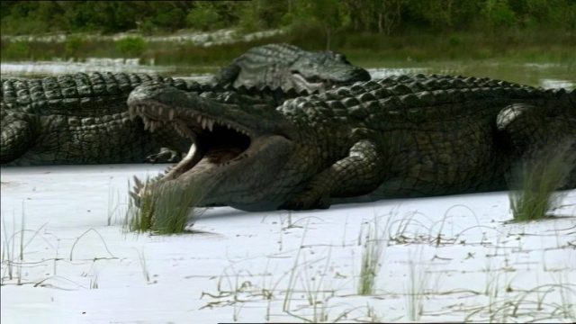 Prehistoric Park S01E06