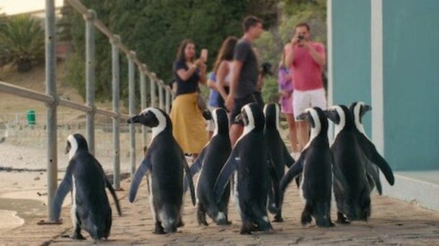 Colonia Pingüino S01E06