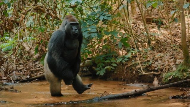 Criaturas gigantes S01E04
