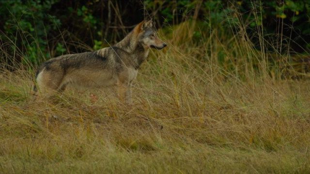 La isla de los lobos costeros S01E03