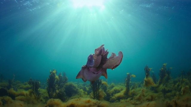 Animal S01E04