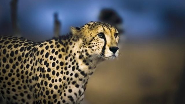 Planeta nocturno: A todo color S01E06