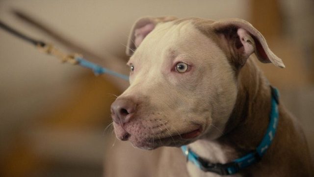 Adiestramiento canino S01E05