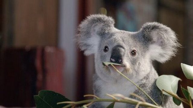 Izzy y los koalas S01E03