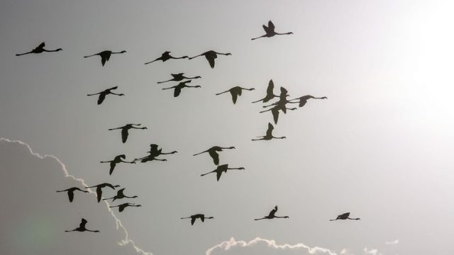 Incredible Animal Journeys S01E02