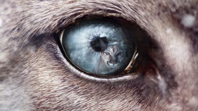 Predadores S01E04