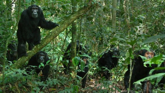 El imperio de los chimpancés S01E02