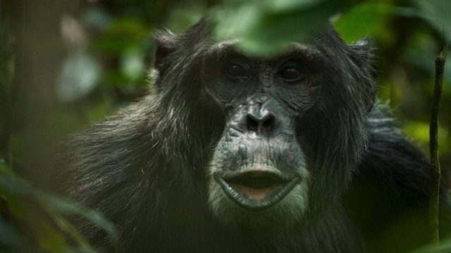 El imperio de los chimpancés S01E04