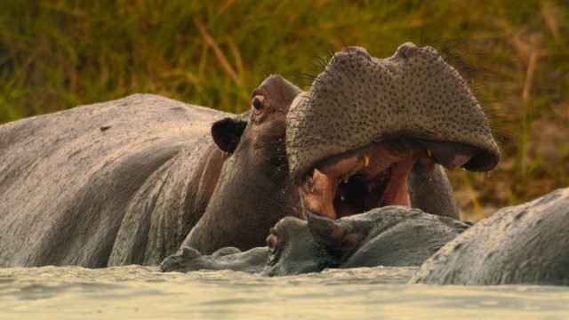 Criaturas gigantes S01E05