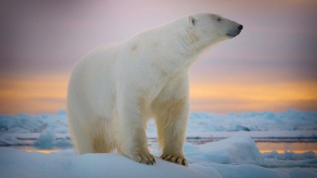 Criaturas gigantes S01E10