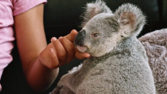 Izzy y los koalas S02E06