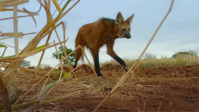 Animal S01E02