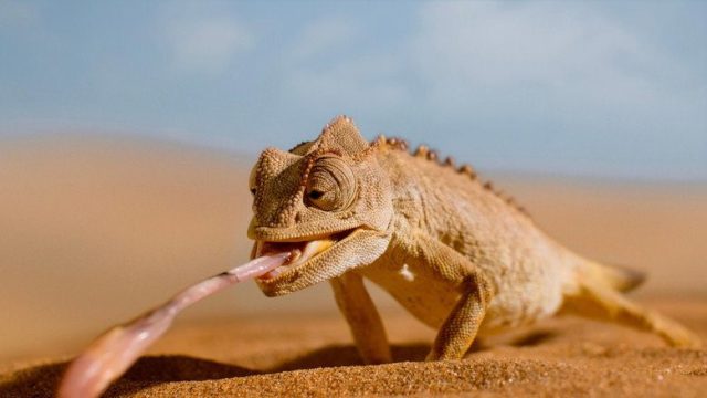 Pequeñas maravillas S02E06