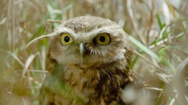 Fauna Minúscula S01E03