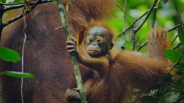 Animal S02E01