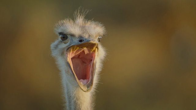 Criaturas gigantes S01E07
